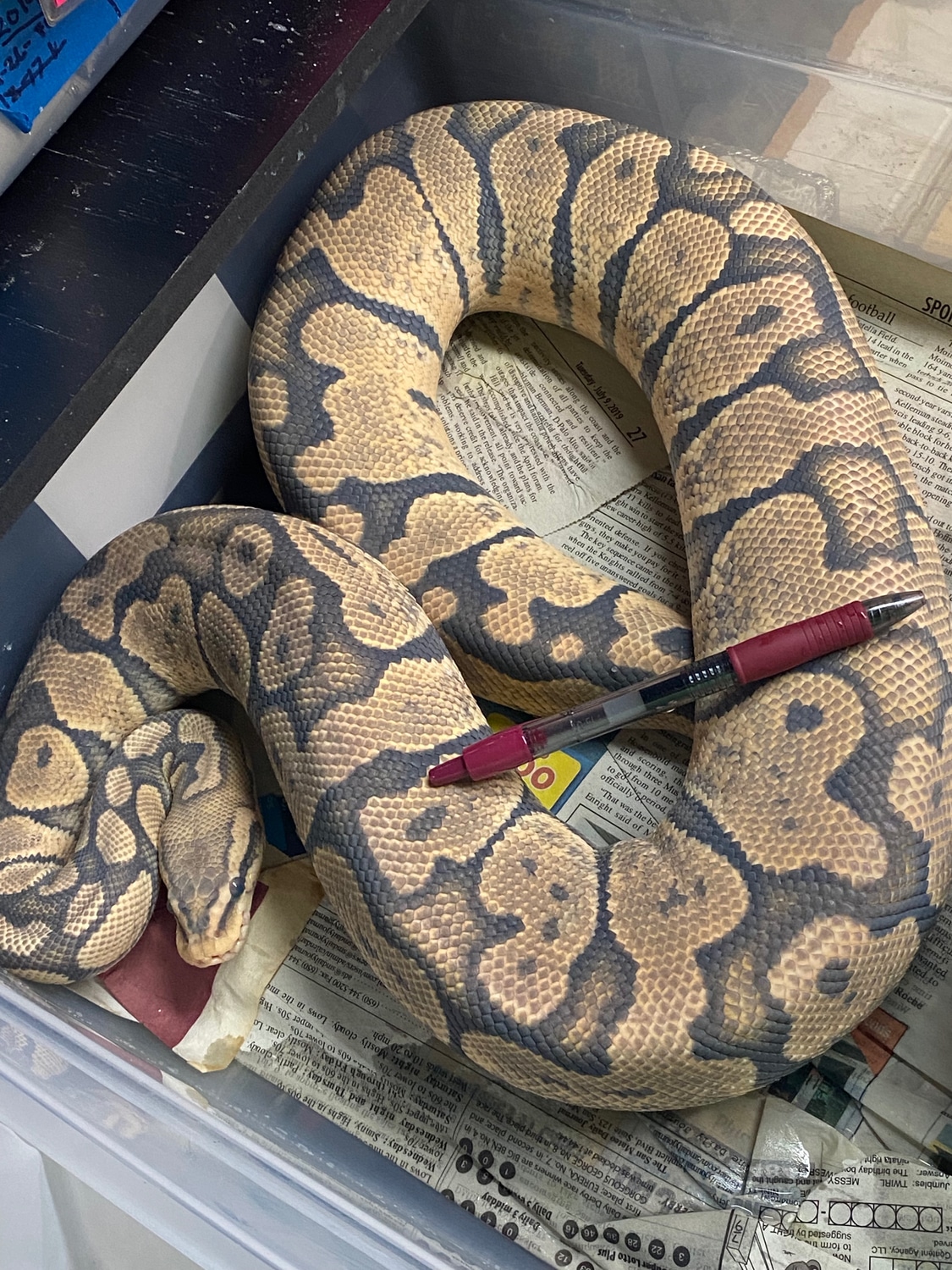 Pastel Hypo Ball Python by Mitch Angelo - MorphMarket
