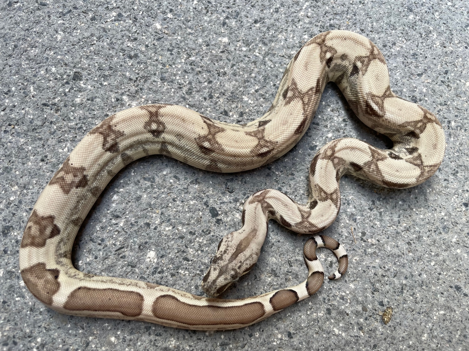 Ghost Jungle 100 Het Moonglow Boa Constrictor by Mitch Boa Morphs