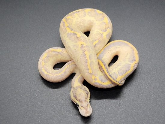 Leopard Ivory Ball Python by OCD Morphs