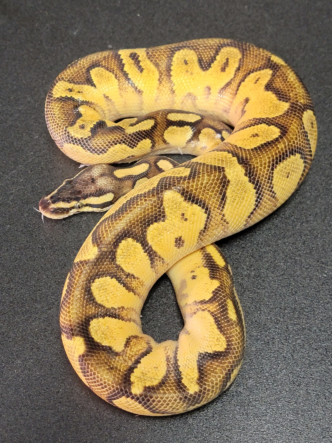 Pastel Blackhead OD Enchi Ball Python by OCD Morphs MorphMarket