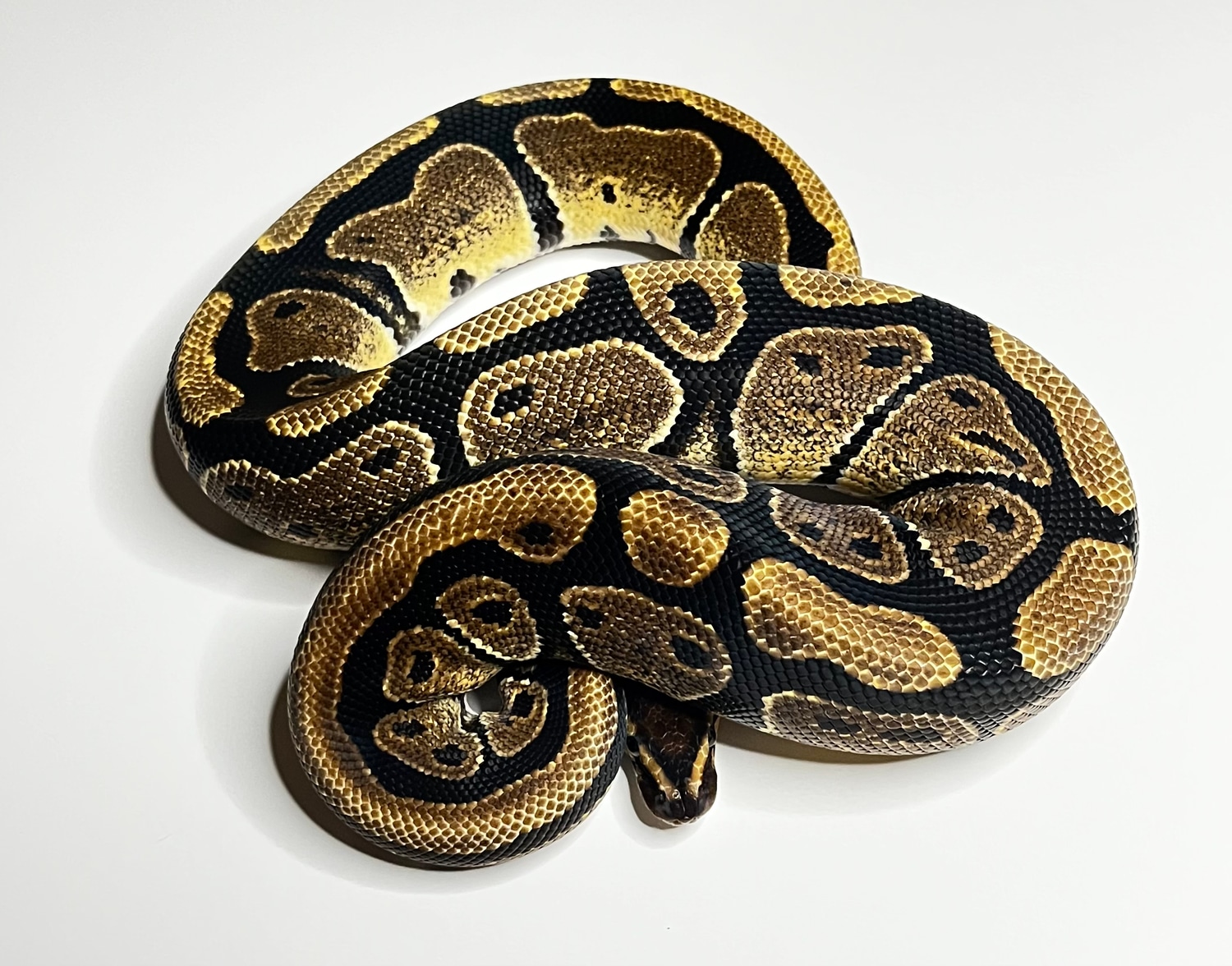 Normal Pos Het Axanthic Ball Python by Southern Bell Exotics - MorphMarket