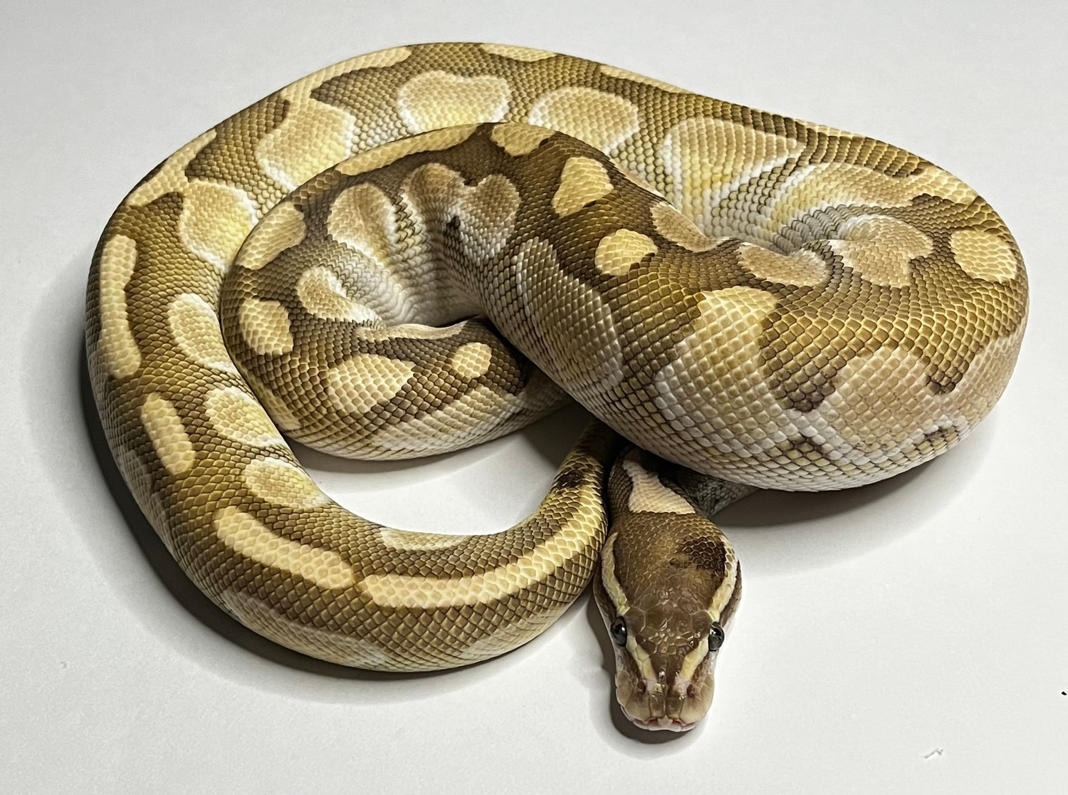 Butter Ball Python by Southern Bell Exotics - MorphMarket