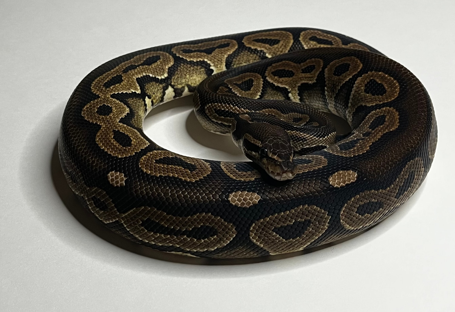 Cinnamon Ball Python by Southern Bell Exotics - MorphMarket