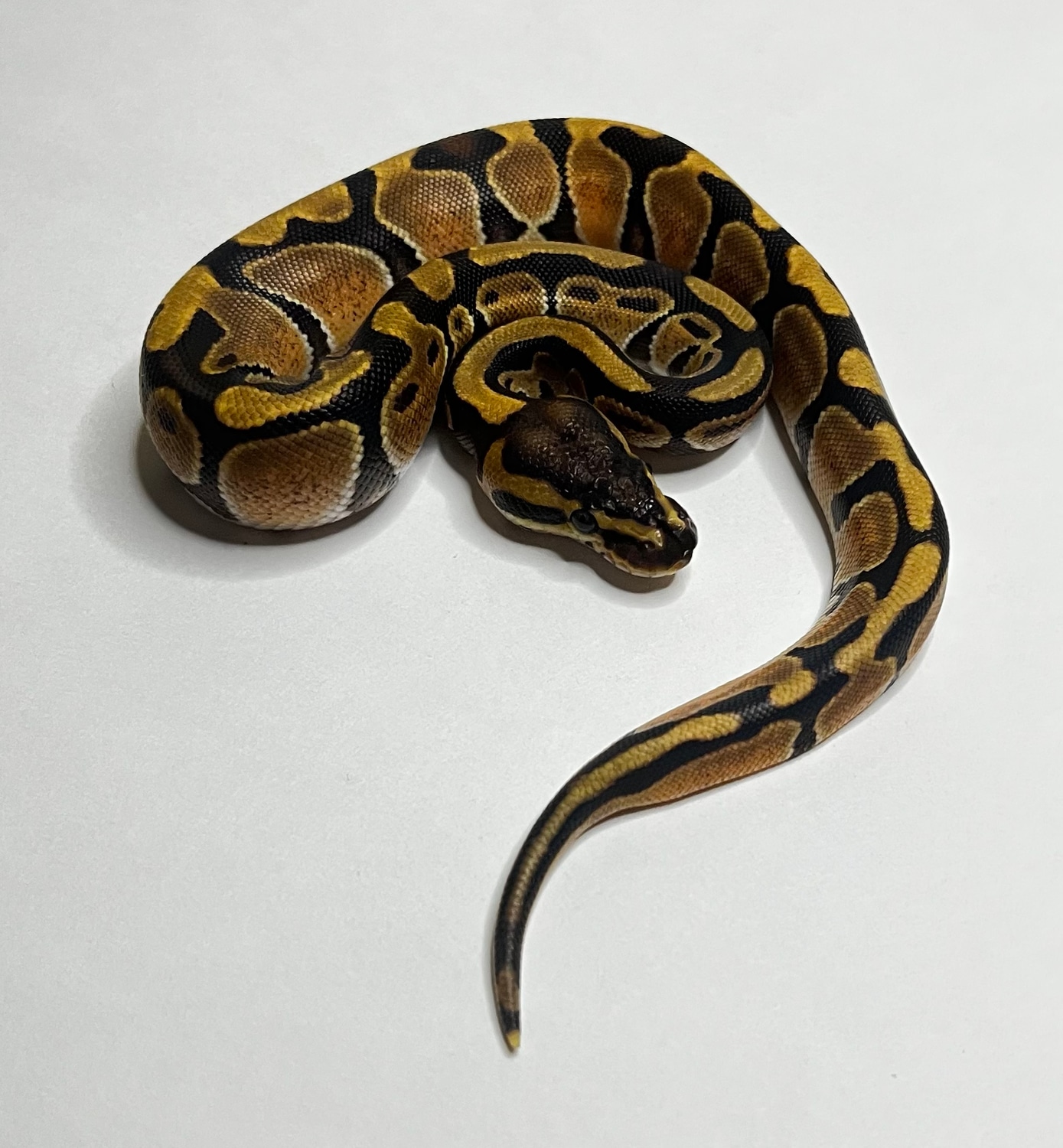 Enchi Ball Python by Southern Bell Exotics - MorphMarket