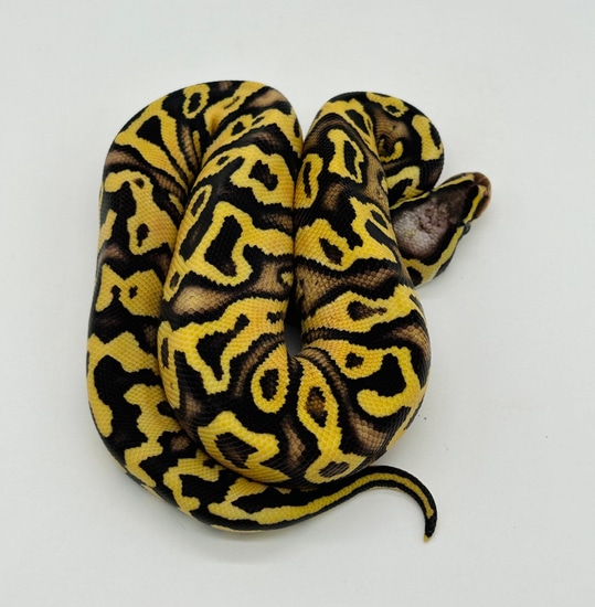 Super Pastel Yellow Belly Pos Het Hypo Ball Python by Southern Bell Exotics