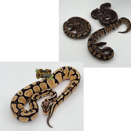 1.3 Clown Project NO RESERVE Ball Python by Southern Bell Exotics