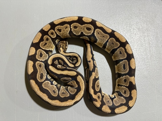 Spotnose Het Clown Ball Python by Southern Bell Exotics