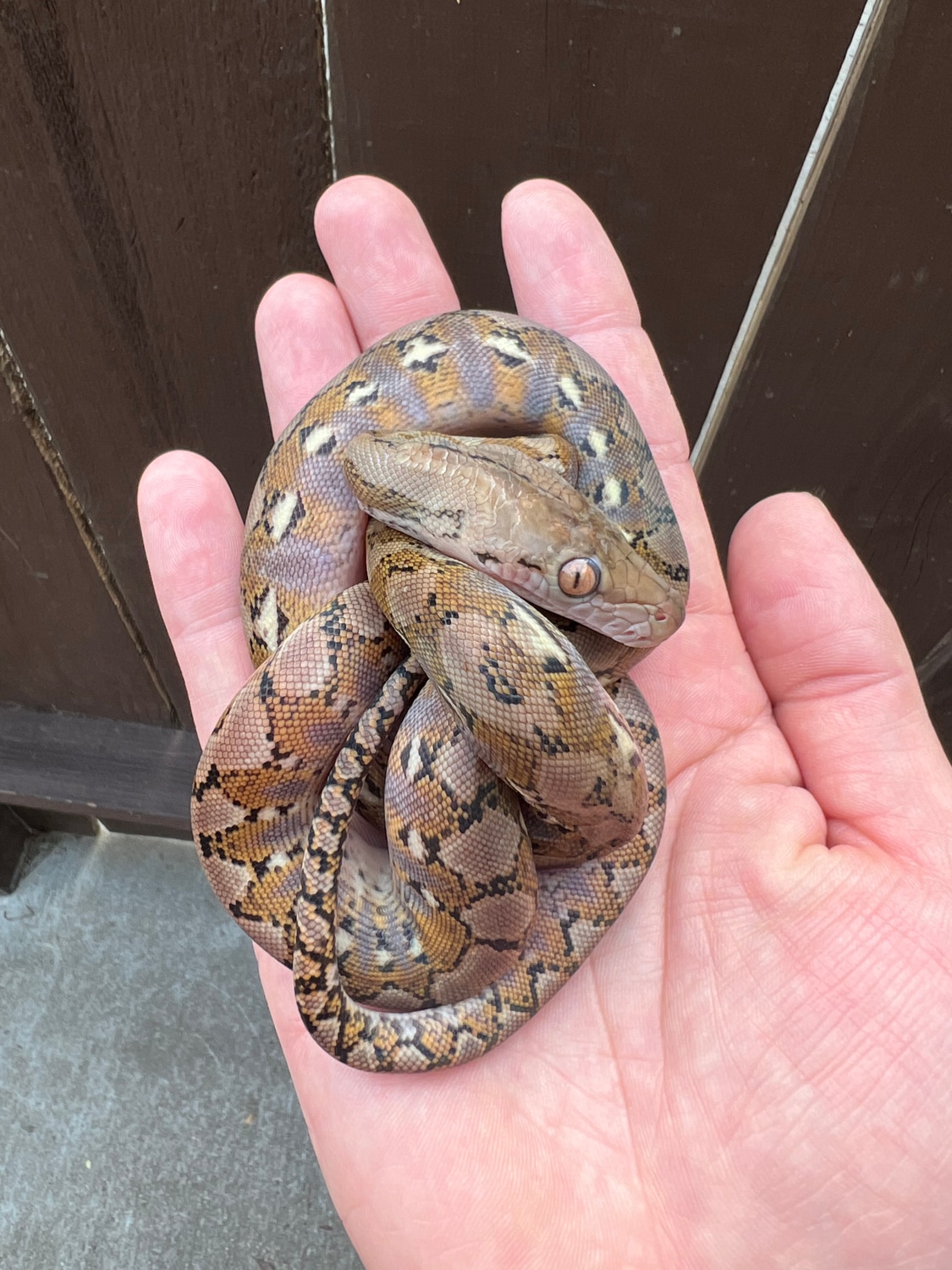 Platinum Het Anery Super Dwarf Reticulated Python by The Trap Exotics ...