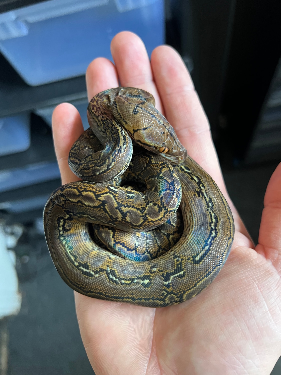 Marble Het Anery Super Dwarf Kalatoa Reticulated Python by The Trap ...