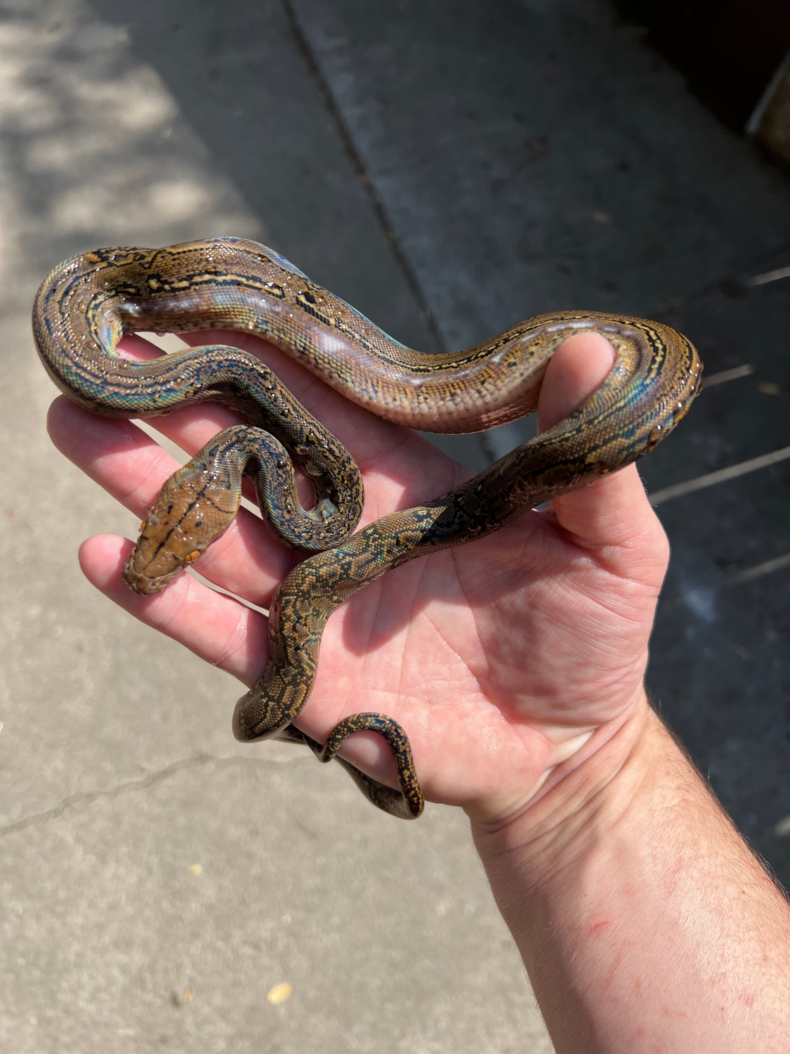 Marble Het Anery Super Dwarf Kalatoa Reticulated Python by The Trap ...