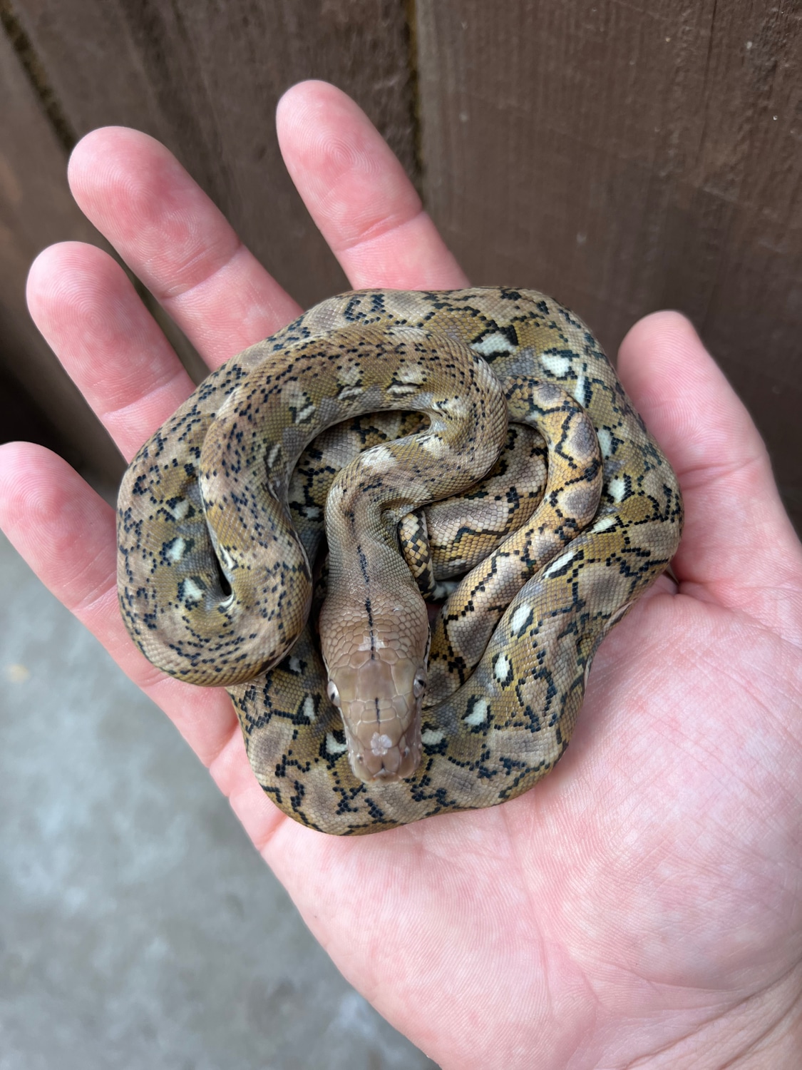 Platinum Anery Super Dwarf Kalatoa Reticulated Python by Exotics Cartal ...