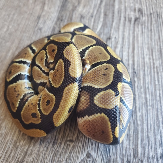 Normal Het G-Stripe Ball Python by 24/7 Reptiles