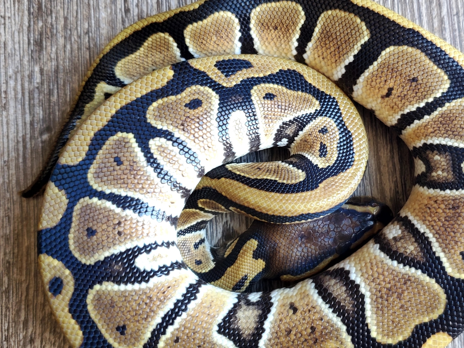 Normal Het G-Stripe Ball Python by 24/7 Reptiles - MorphMarket