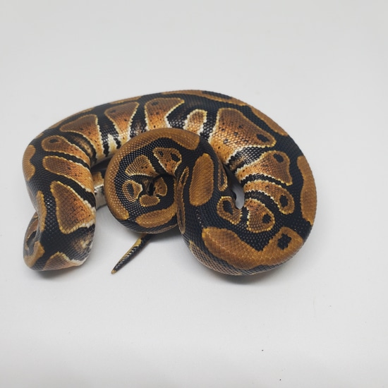 Normal Het G-Stripe Ball Python by 24/7 Reptiles