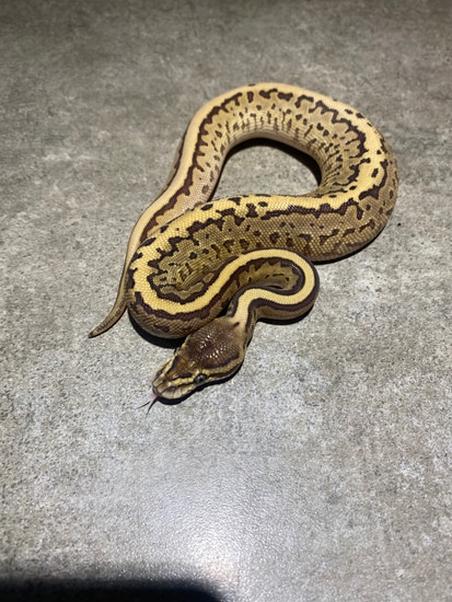 Ocelot 50% Het Pied Ball Python by Mike Shea Reptiles