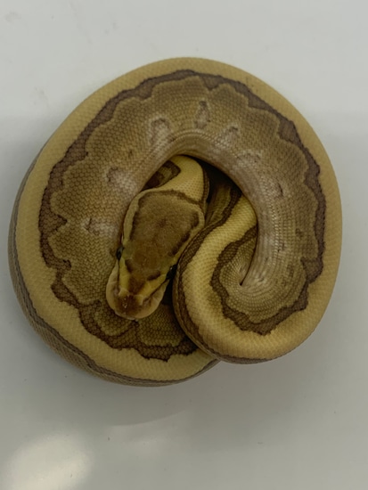 Butter Pinstripe Fire Or Vanilla Ball Python by Judson Exotics