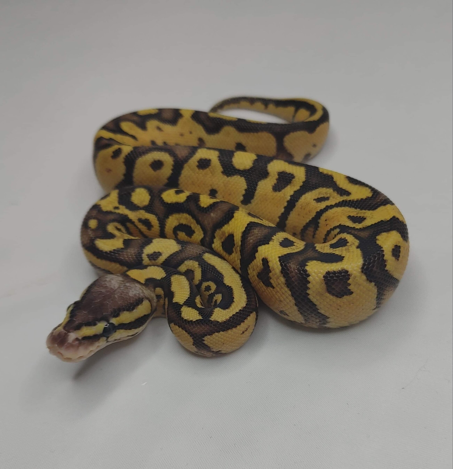 Pastel Disco Ball Python by MK2 Exotics MorphMarket