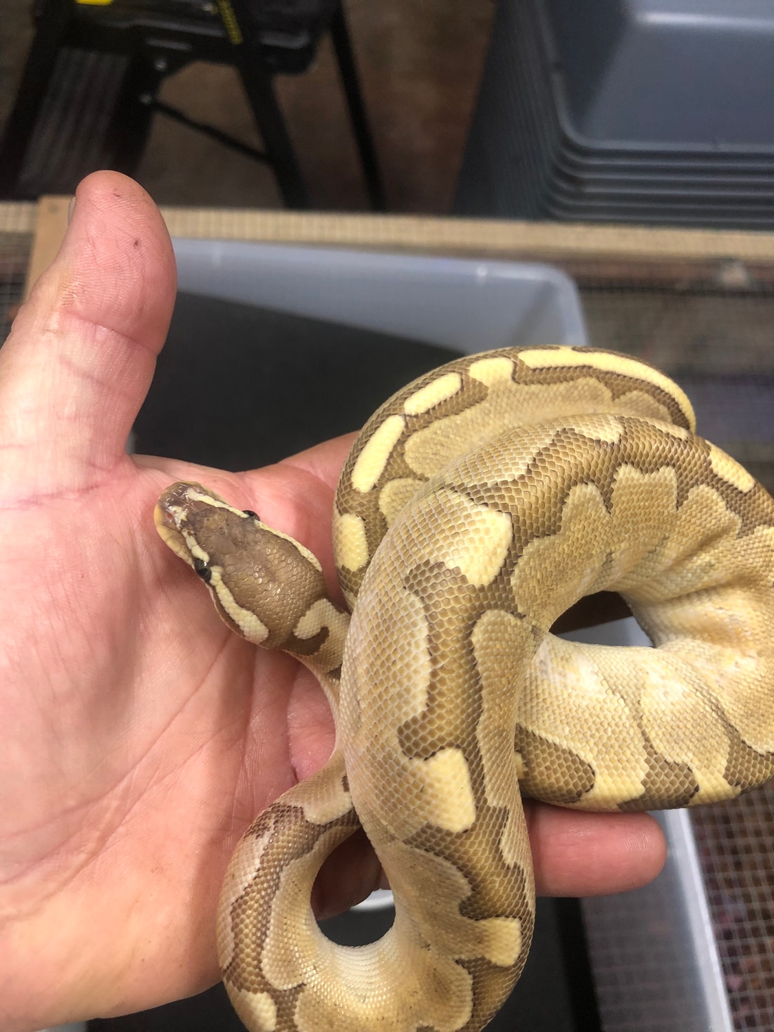 Bamboo Enchi Ball Python by CG Reptiles - MorphMarket