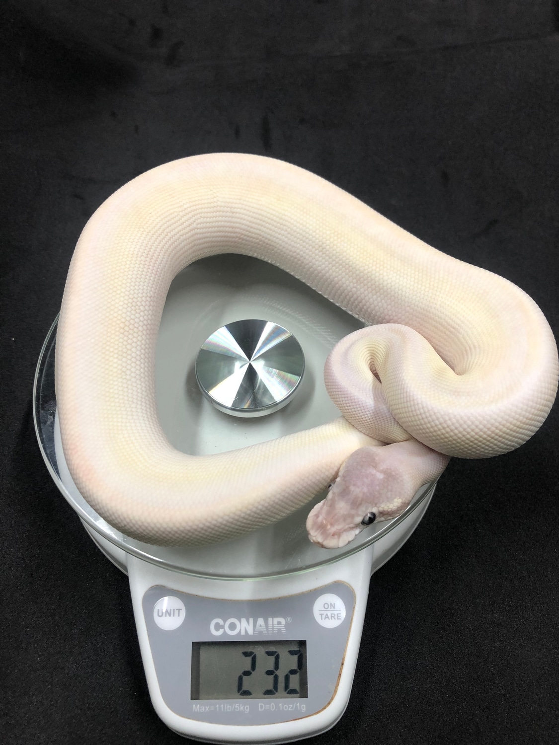 Super Mojave Ball Python by CG Reptiles - MorphMarket