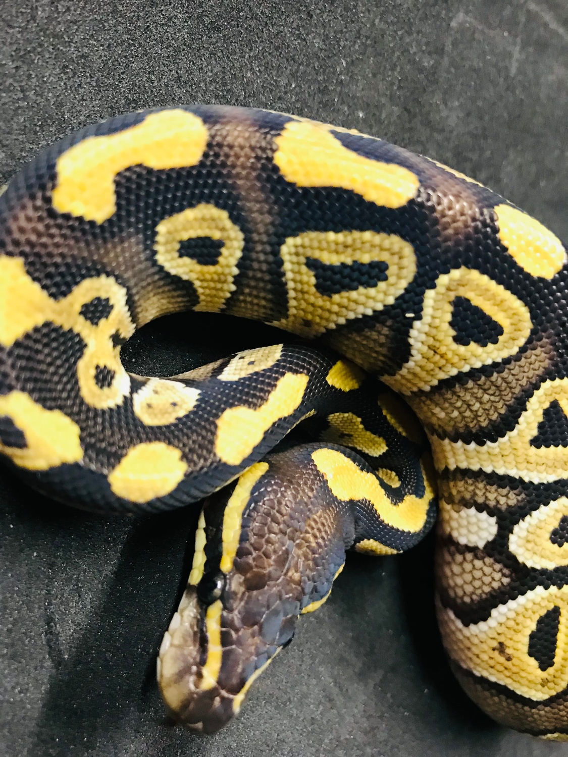 Mojave Ball Python by CG Reptiles - MorphMarket