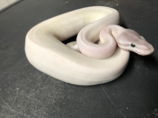 Super Mojave Ball Python by CG Reptiles