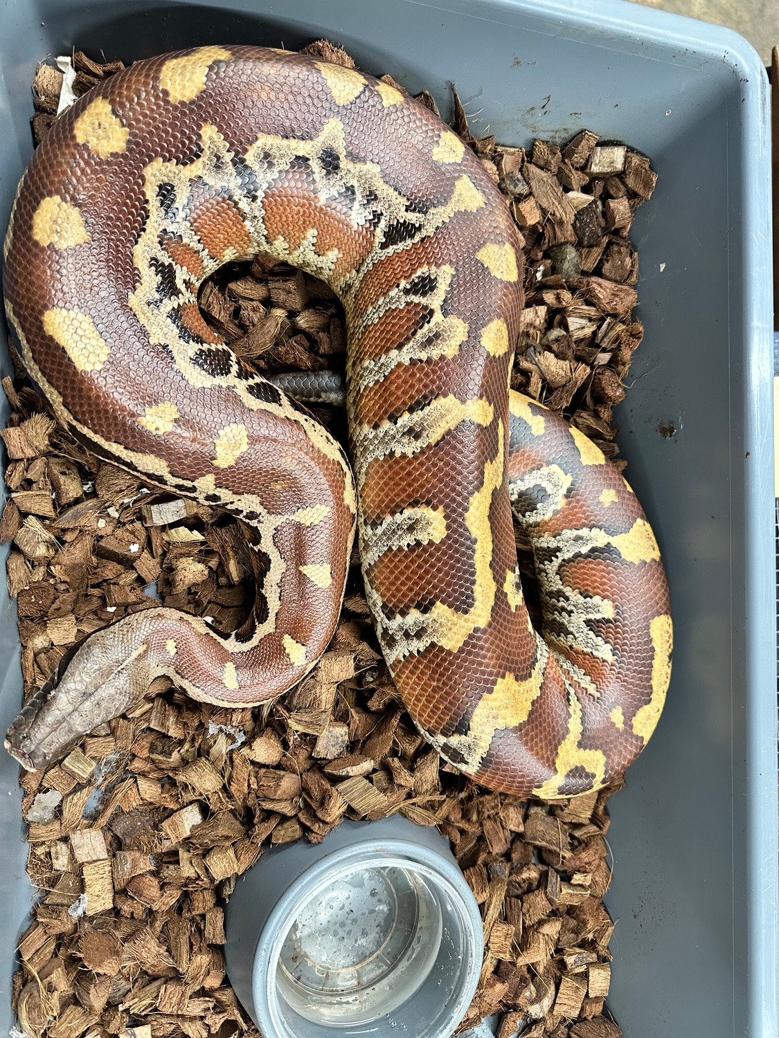 T- Het Albino Blood Python by CG Reptiles - MorphMarket