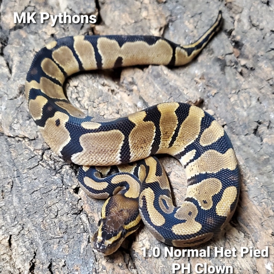 Normal Het Pied PH Clown Ball Python by MK Pythons