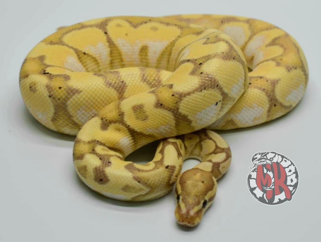 Pastel Calico Banana Ball Python by MK Pythons MorphMarket