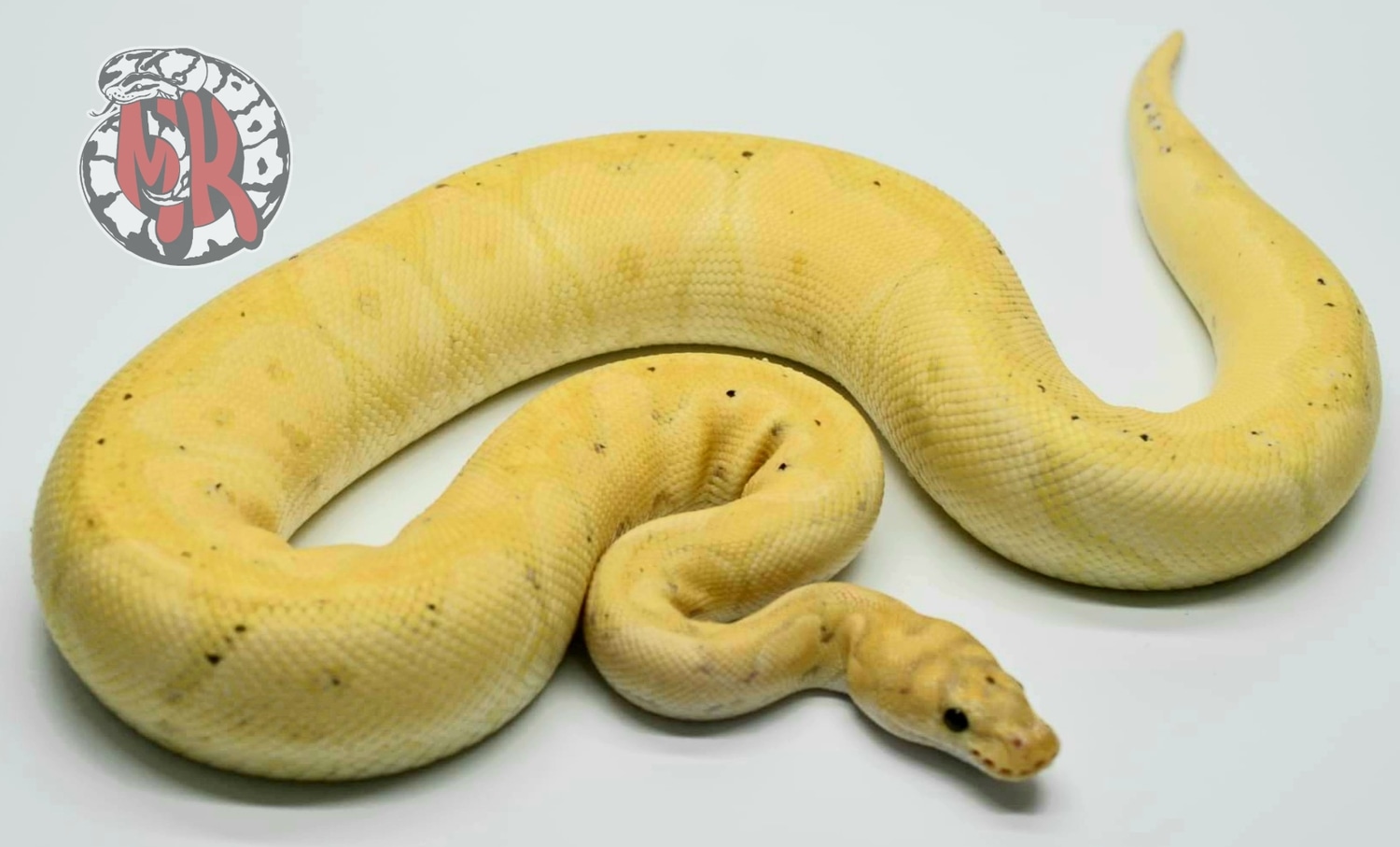 Banana Clown Ball Python by MK Pythons MorphMarket