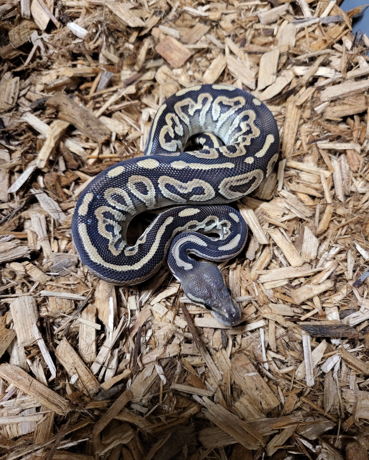 Black Pastel Mojave Het Orange Ghost Ball Python by MK Pythons