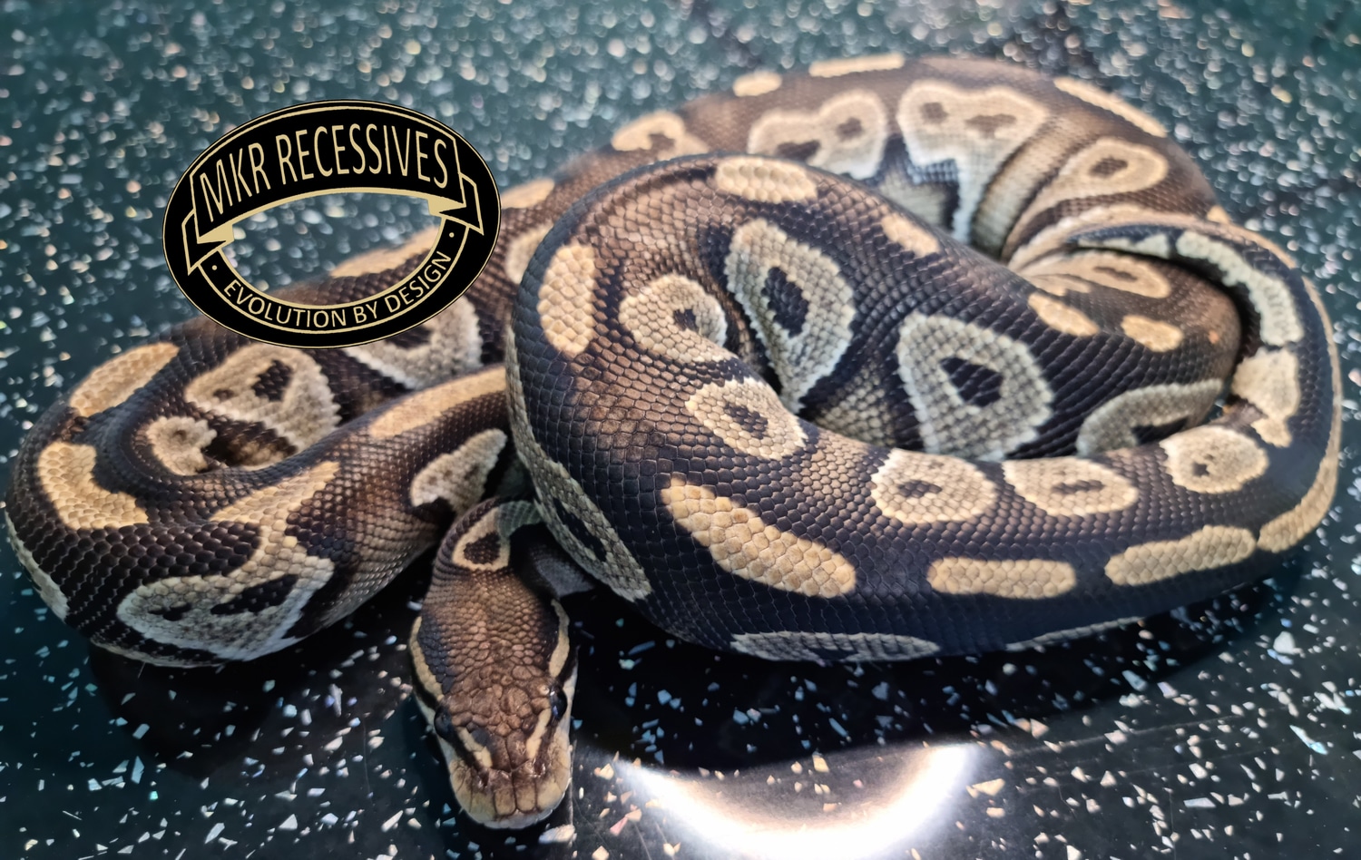 BlackHead Hypo Ball Python by MKR Recessives MorphMarket
