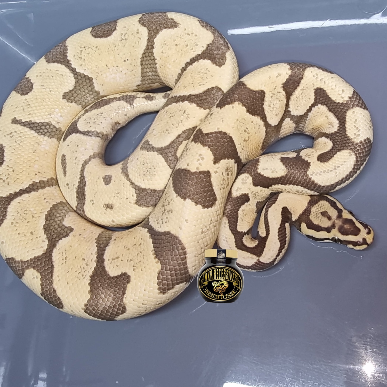 Enchi Spotnose DG Ball Python by MKR Recessives - MorphMarket