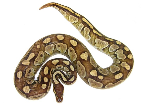 Butter Ball Python by MLBalls