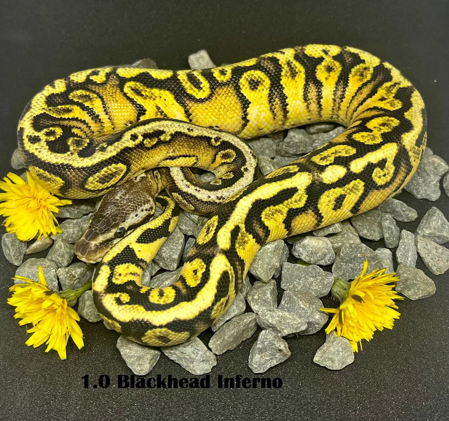 Blackhead Inferno Ball Python by Morten Larsen Ball Pythons - MorphMarket