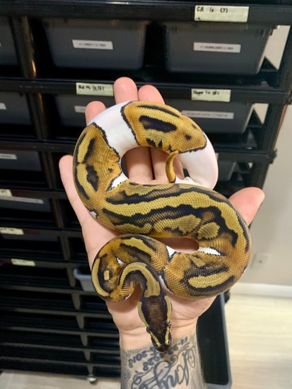 Genex Ball Python 0.1 Piebald Poss Leopard GeneX Ball Python by MLG Reptiles