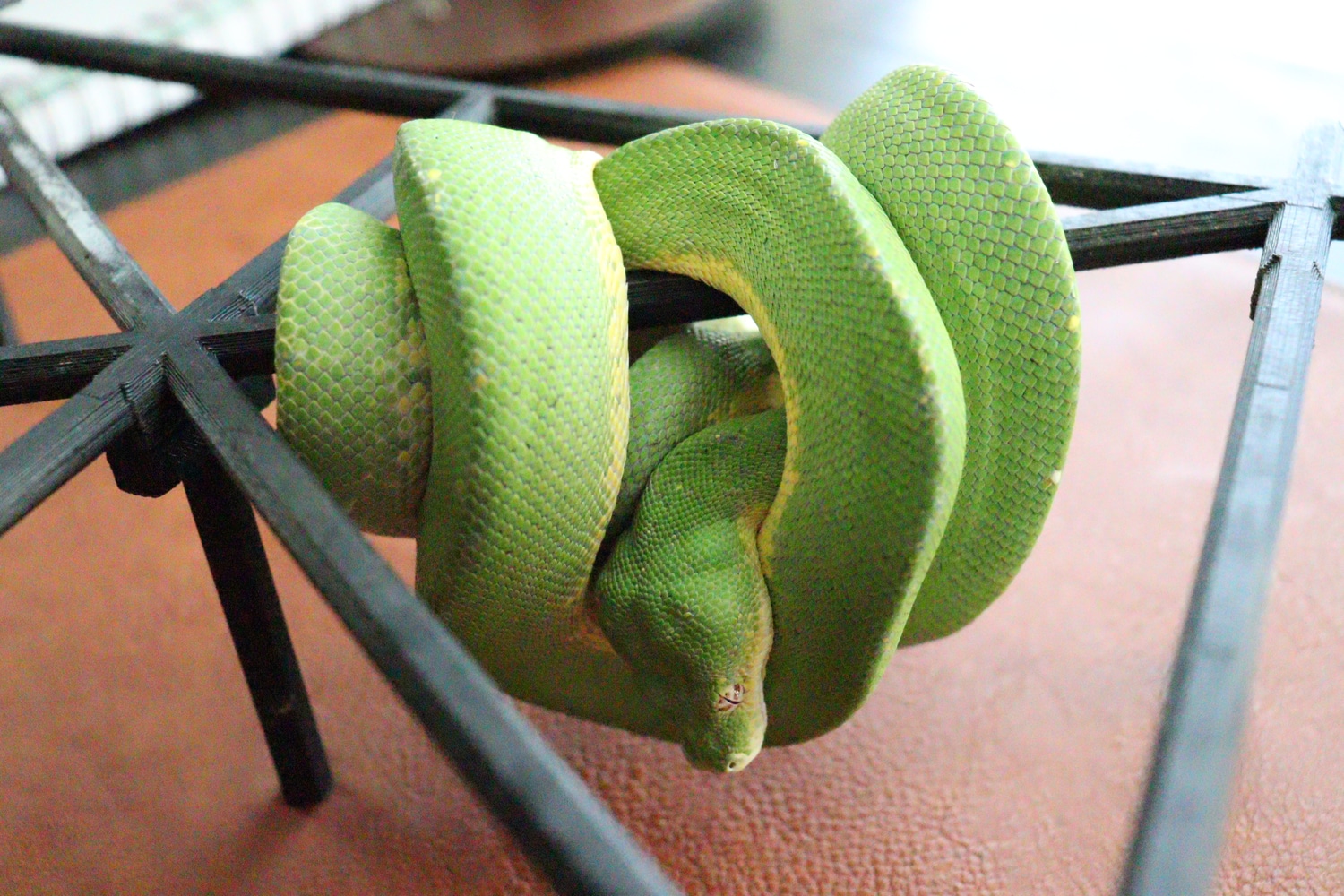 USCBB Jayapura Sorong Mix Green Tree Python by Lutteroth Green Tree ...