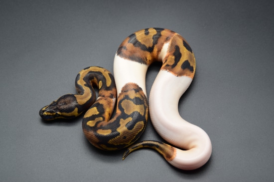 Pied Het Albino Pos Paradox Ball Python by M&M Tropical Reptiles