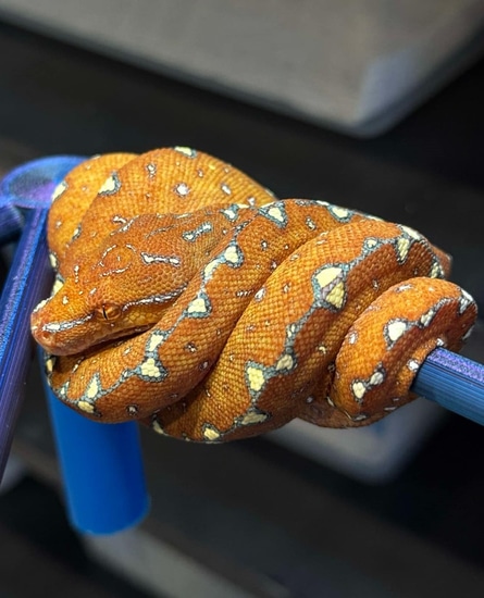 USCBB Arfak/Sorong/Sorong X Cyclops Green Tree Python by MNM Chondros