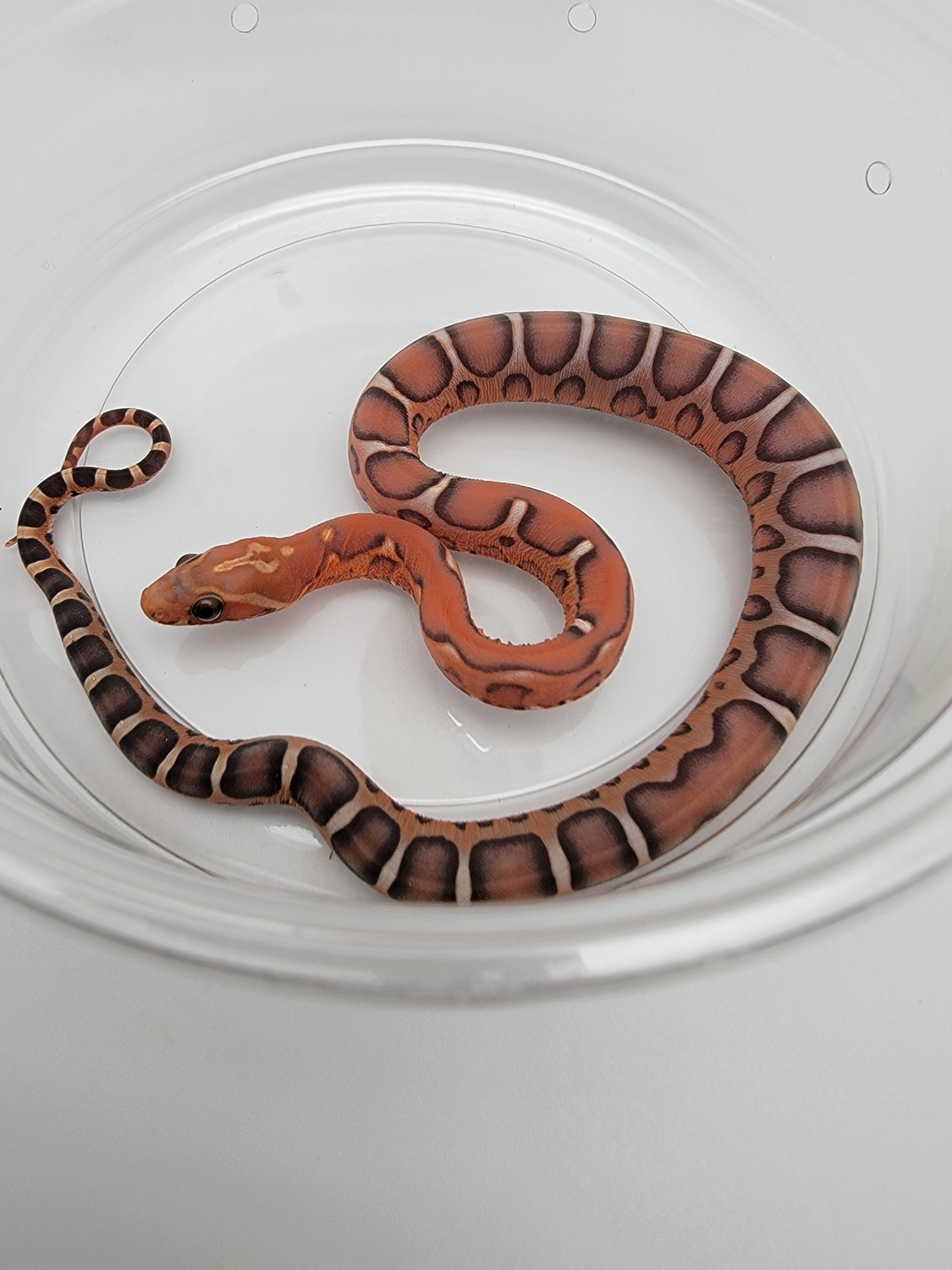 Scaleless Het Anery Corn Snake by SoFlo Reptiles - MorphMarket