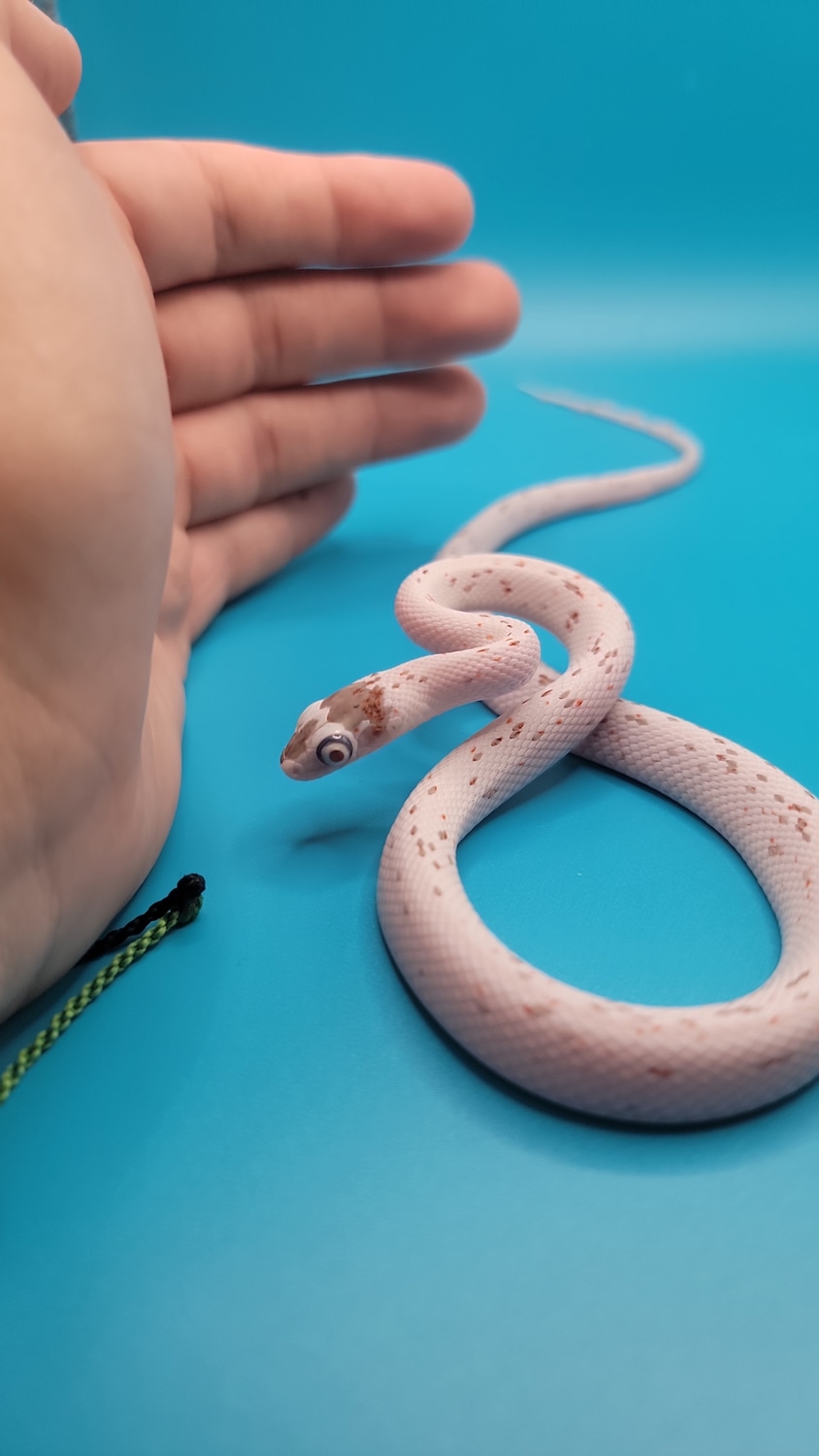 Palmetto Het Scaleless Corn Snake by SoFlo Reptiles MorphMarket