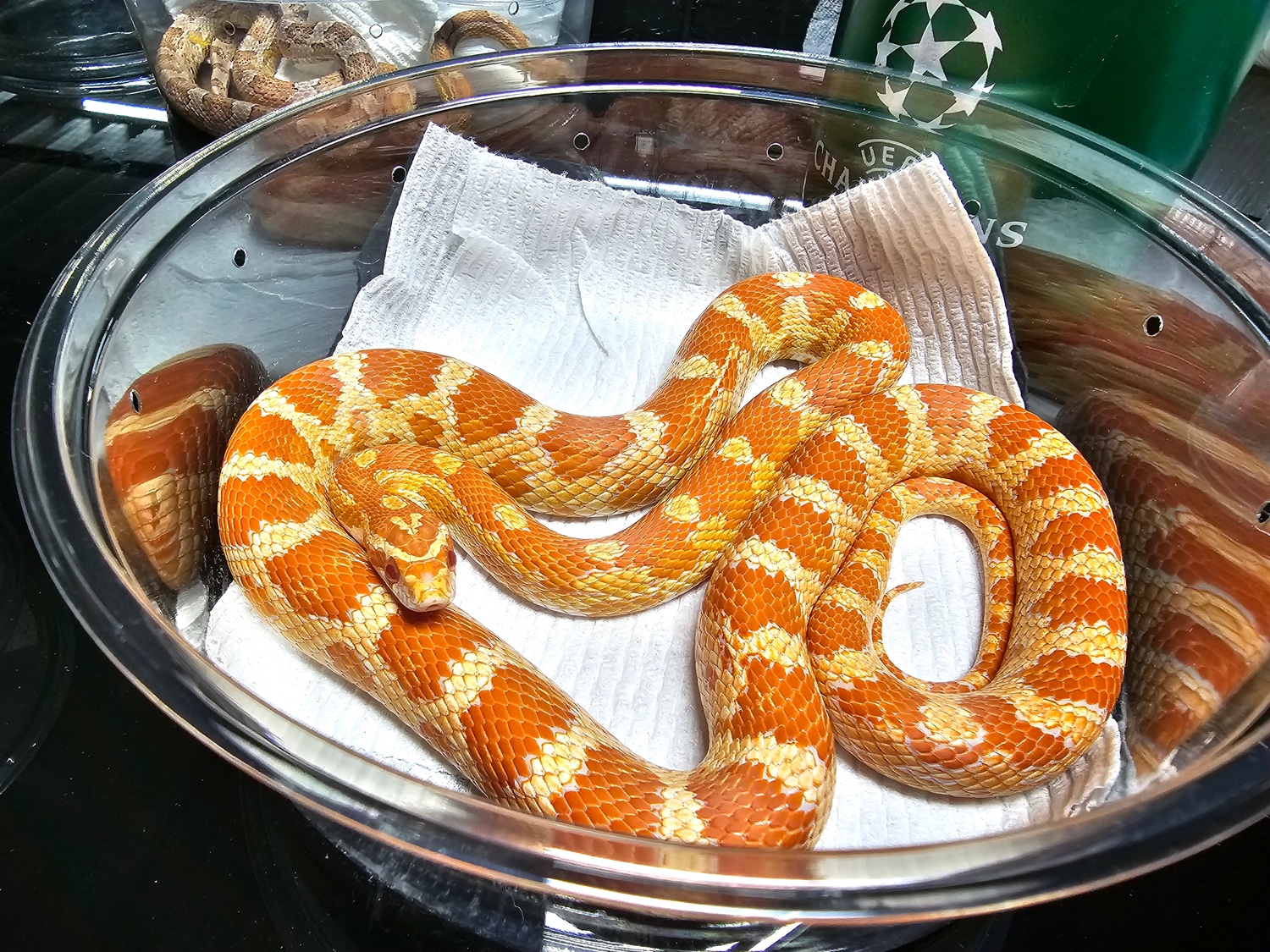 Amel Possible Het Scaleless Palmetto Corn Snake by SoFlo Reptiles