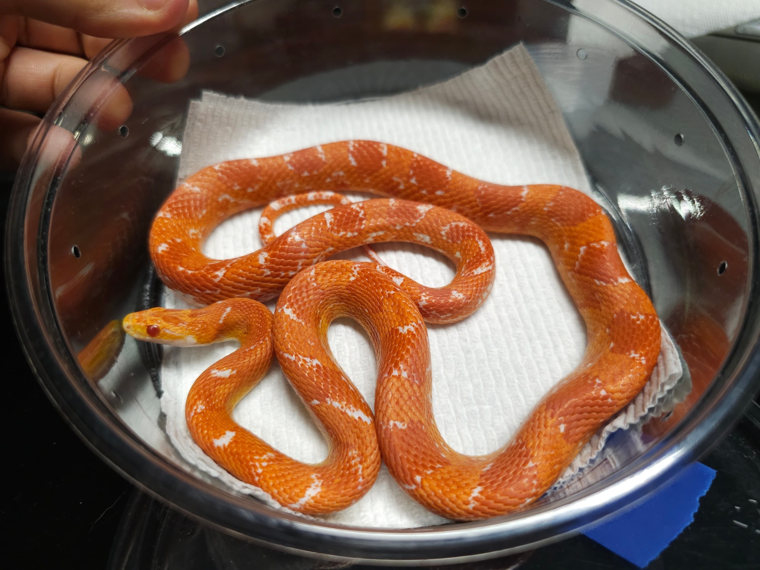 Amel Sunkissed Corn Snake by SoFlo Reptiles MorphMarket