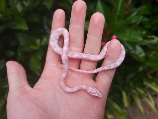 EXTREME PINK Coral Snow Okeetee Corn Snake by SoFlo Reptiles
