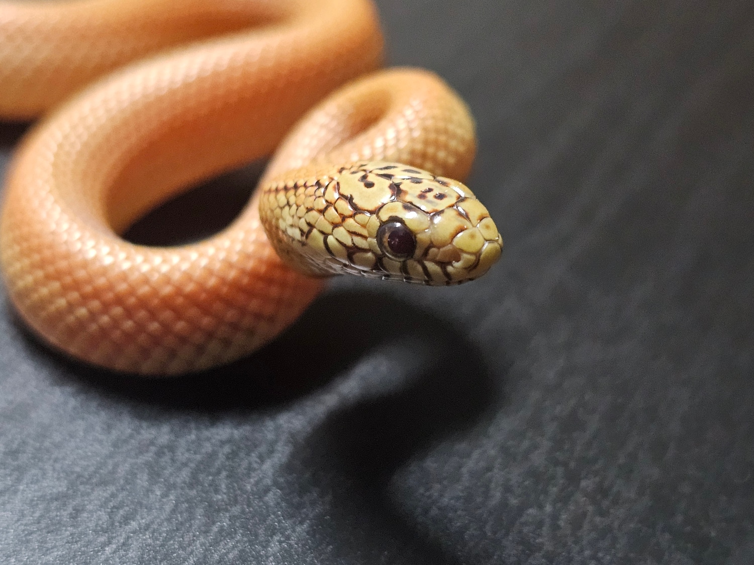 Patternless Ultra Hypo Mosaic Florida Kingsnake