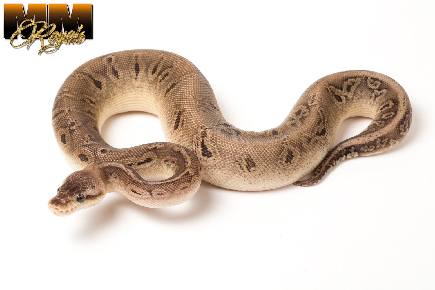 Wookie Black Pewter Yellow Belly 100% Het Clown Ball Python by MM ...