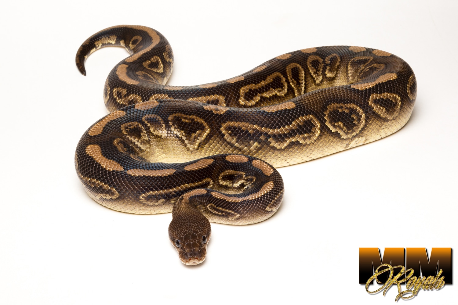 Proven Breeder- Wookie Black Pastel Yellow Belly Het Clown Ball Python ...