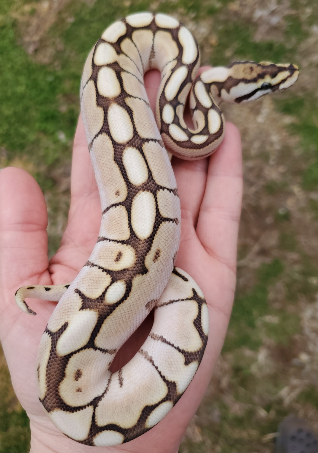 Lesser Spider Ball Python by Shay's Serpents - MorphMarket