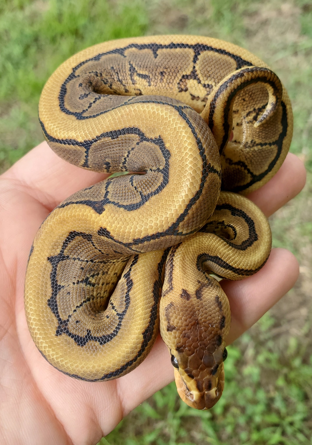 Pin Het DG Ball Python by Shay's Serpents - MorphMarket