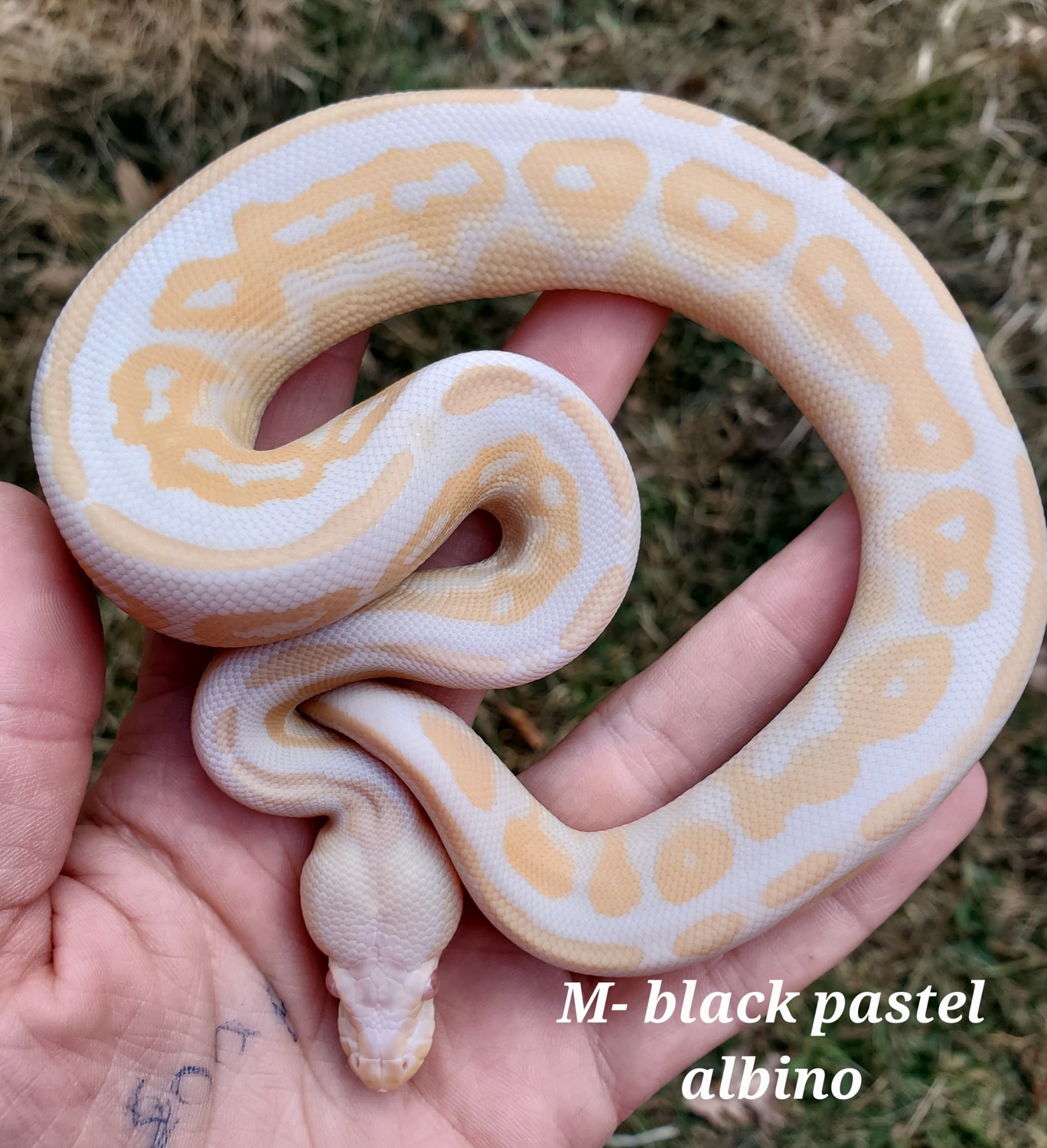 Black Pastel Albino Ball Python by Shay's Serpents - MorphMarket