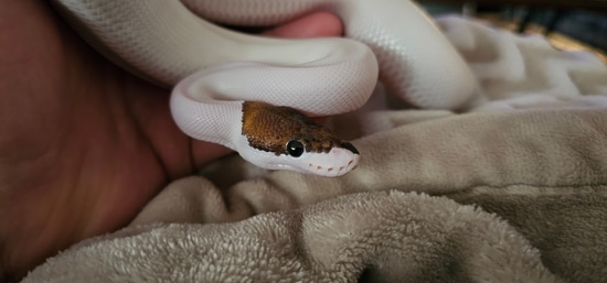 Halloween Pied Ball Python by MorphKreations